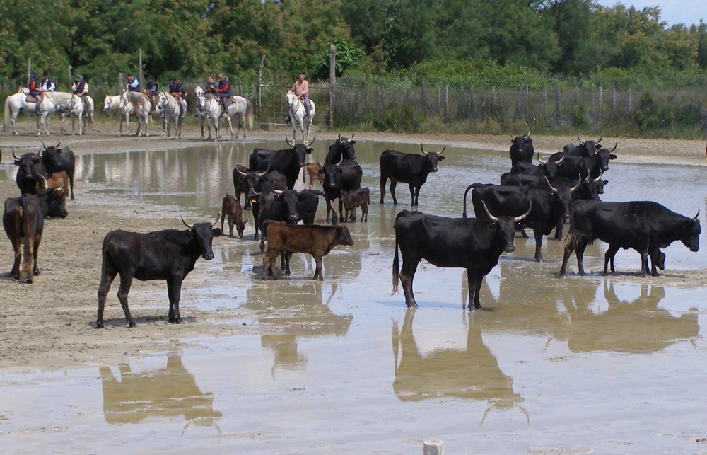 LE TRIO CAMARGUAIS ;TAUREAUX, CHEVAL CAMARGUAIS ET GARDIANS