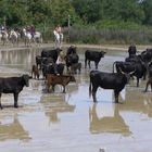 LE TRIO CAMARGUAIS ;TAUREAUX, CHEVAL CAMARGUAIS ET GARDIANS