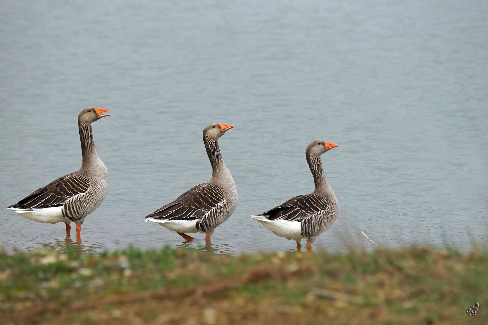 Le trio