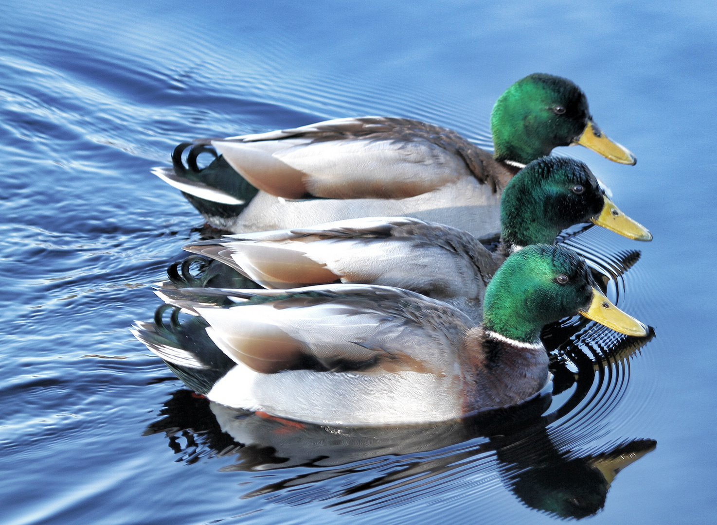 le trio de colverts !