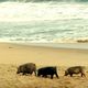 Le trio de la plage