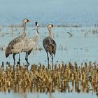 Le Trio les pieds dans l'eau ....