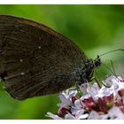 Le Tristan - Aphantopus hyperantus - Schornsteinfeger