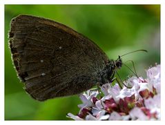 Le Tristan - Aphantopus hyperantus - Schornsteinfeger