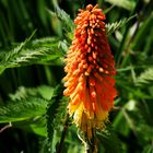 Le tritoma kniphofia