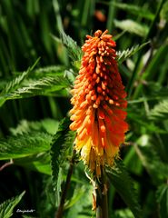 Le tritoma kniphofia