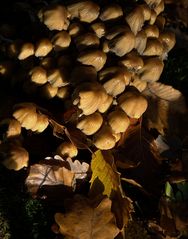 Le troupeau de .... champignons