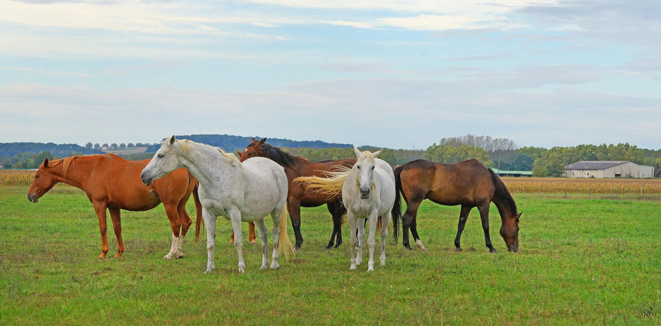 Le troupeau de chevaux