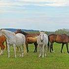 Le troupeau de chevaux