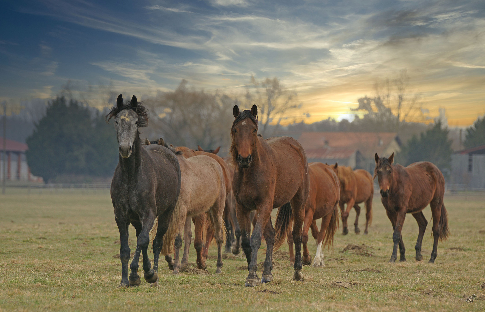 Le troupeau de chevaux photo et image animaux, animaux domestiques, les chevaux Images