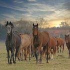 Le troupeau de chevaux