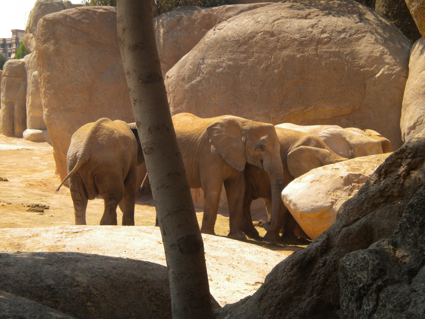 Le troupeau d’éléphants