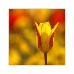 le tulipe