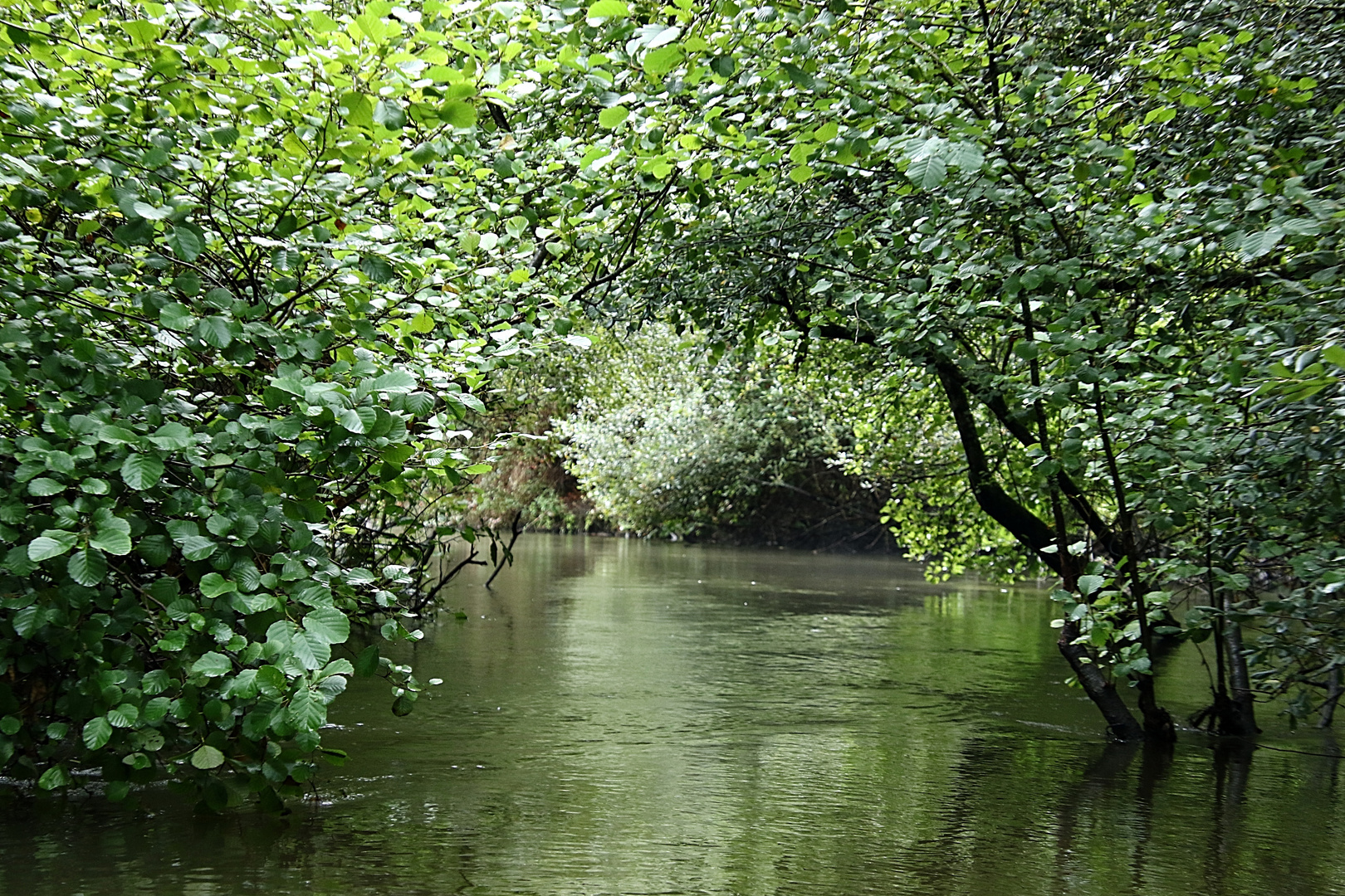 le tunnel de verdure !