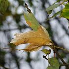 le ultime foglie dell'autunno