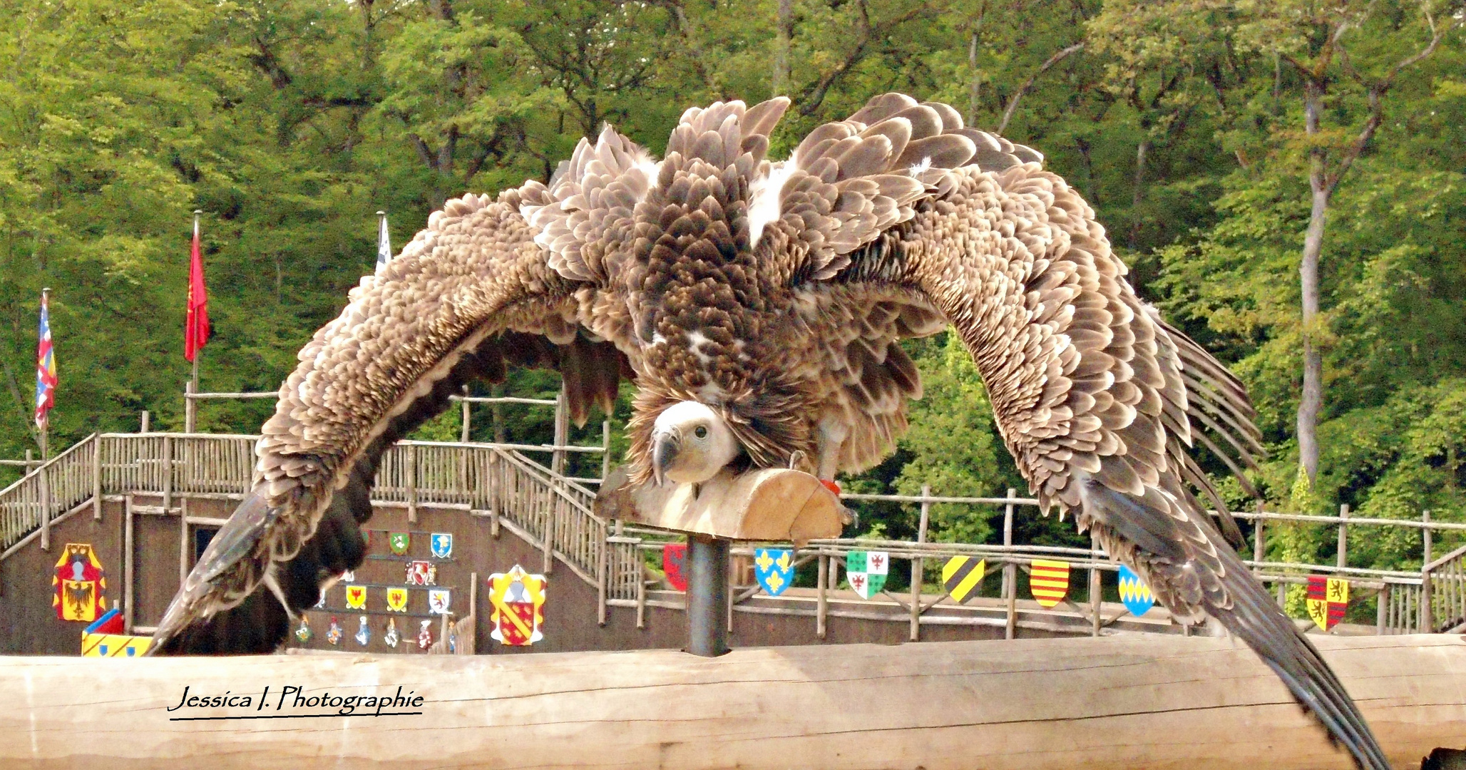 Le vautour fauve du Zoo d'Amnéville