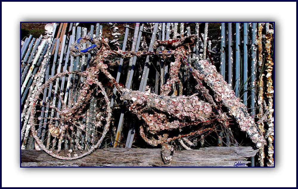 le vélo aux coquillages