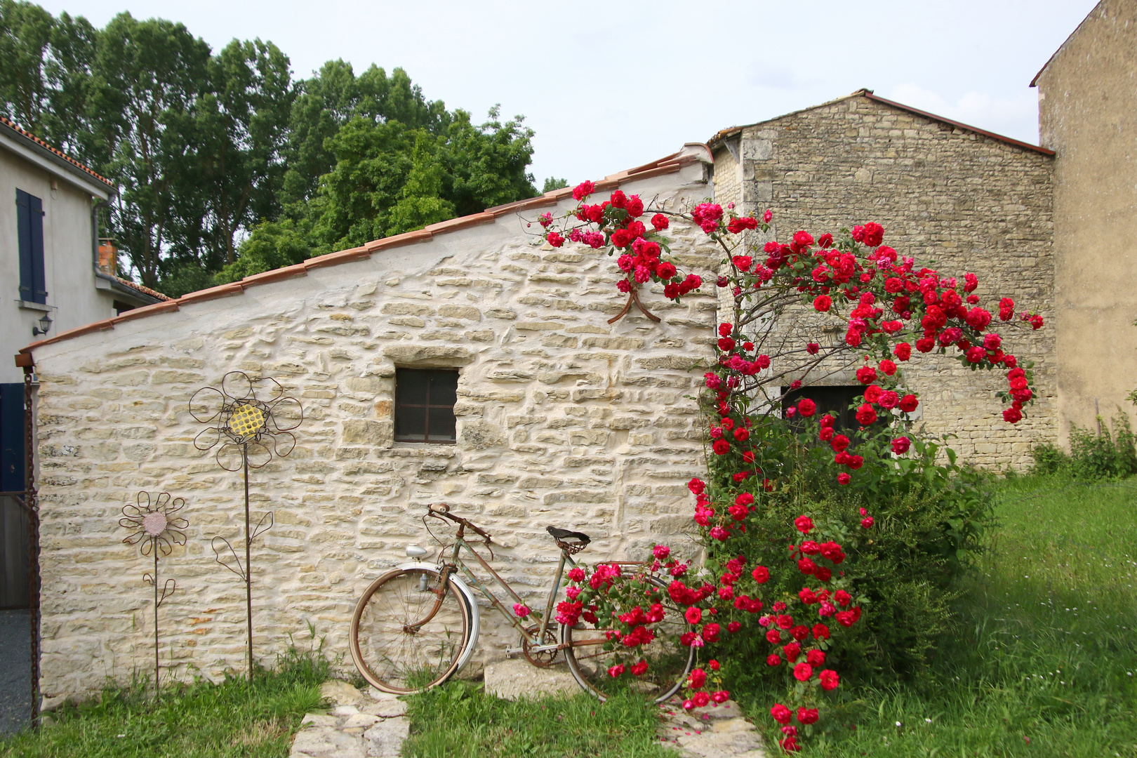 le vélo et les roses