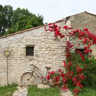 le vélo et les roses