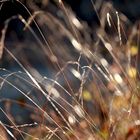 le vent dans les graminés