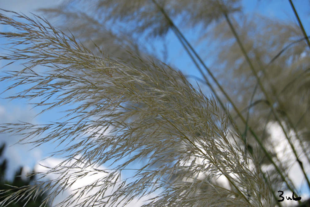 le vent dans les roseaux