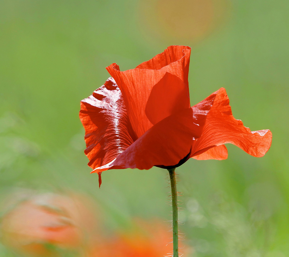 Le vent fait danser les coquelicots...