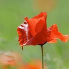 Le vent fait danser les coquelicots...