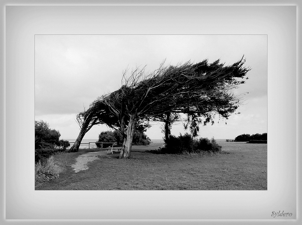 Le vent souffle fort 