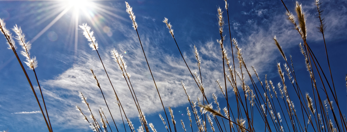 Le vent souffle l'herbe