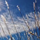 Le vent souffle l'herbe