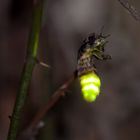 Le ver luisant, comme une étoile dans mon jardin