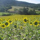 Le Vercors - Suze