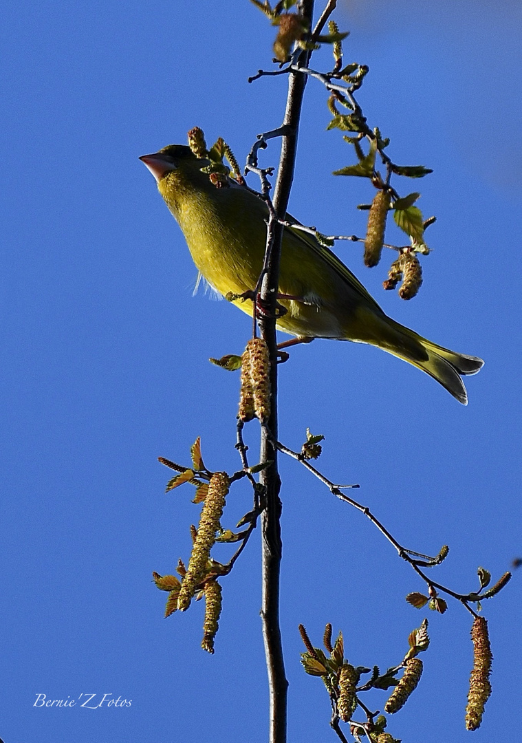 Le verdier siffle le printemps