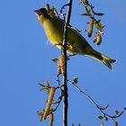 Le verdier siffle le printemps