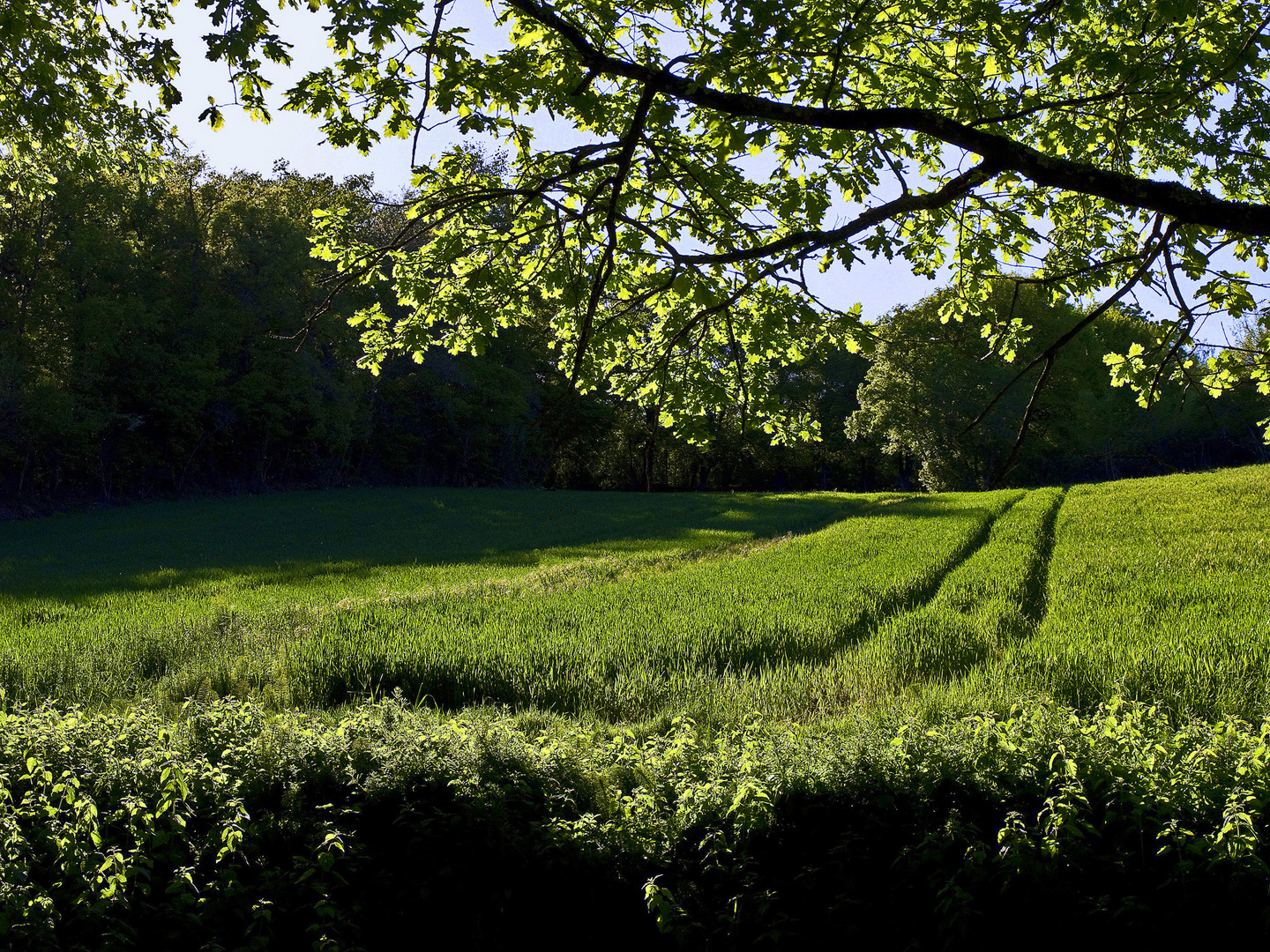 Le vert, c’est l’espoir…. !   --  Grün ist Hoffnung…