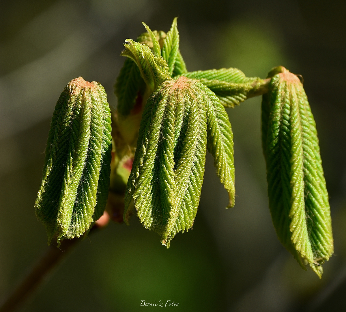 Le vert est mis