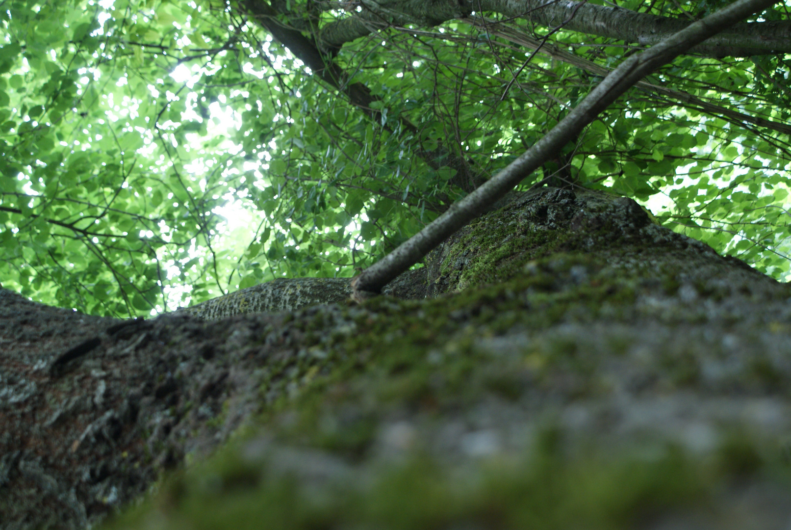 le vert feuillage