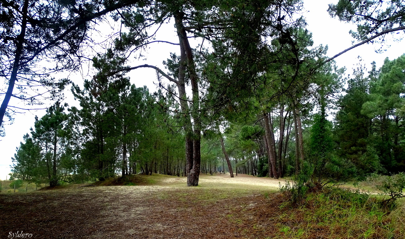 Le vert Oléronais