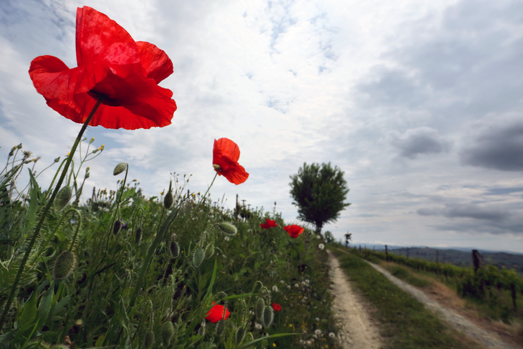 Le vie dei Campi