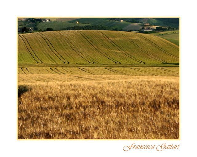 Le vie del grano