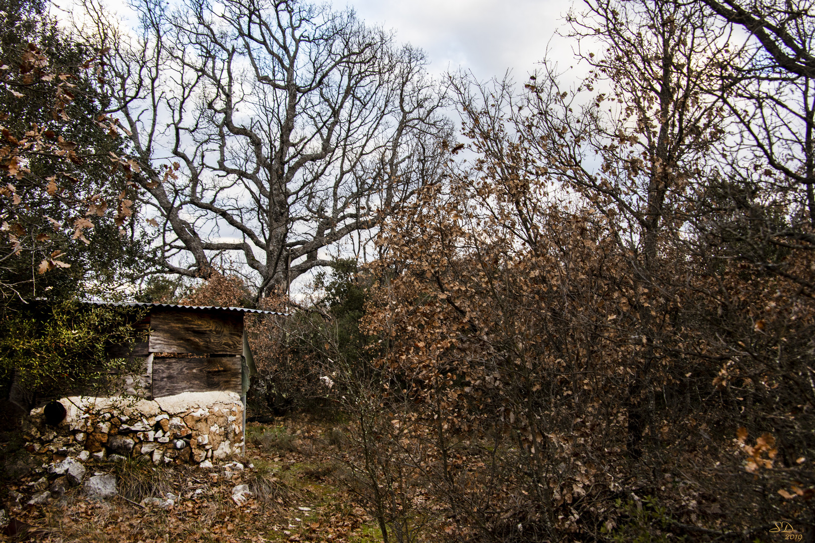 Le vieil agachon en hiver