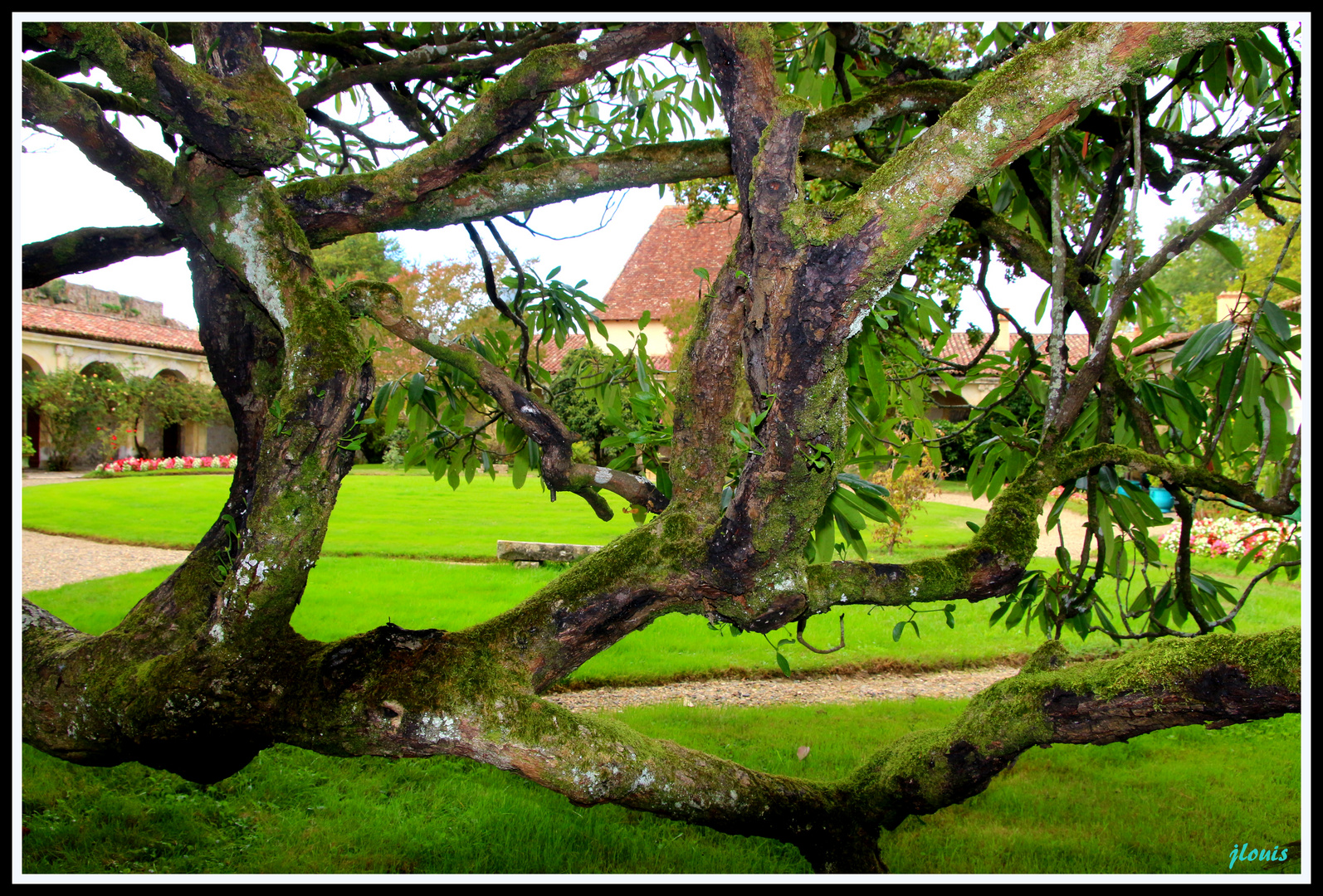 le vieil arbre