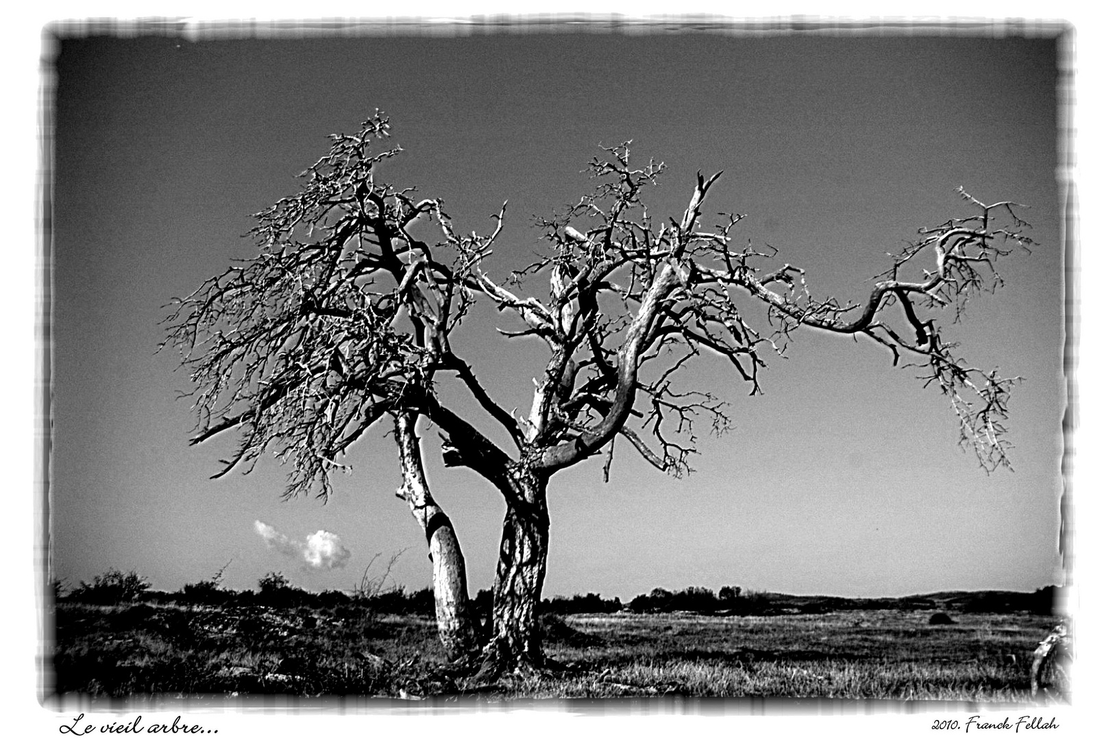 Le vieil arbre.