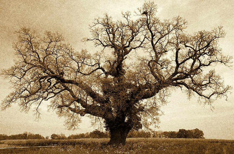 Le vieil arbre