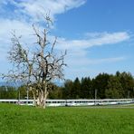 Le vieil arbre / El viejo árbol / Der alte Baum