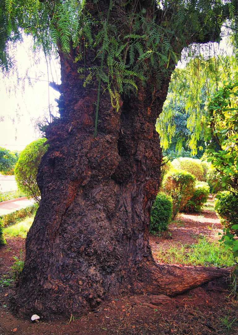 Le vieil arbre et le cèpe