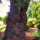 Le vieil arbre et le cèpe