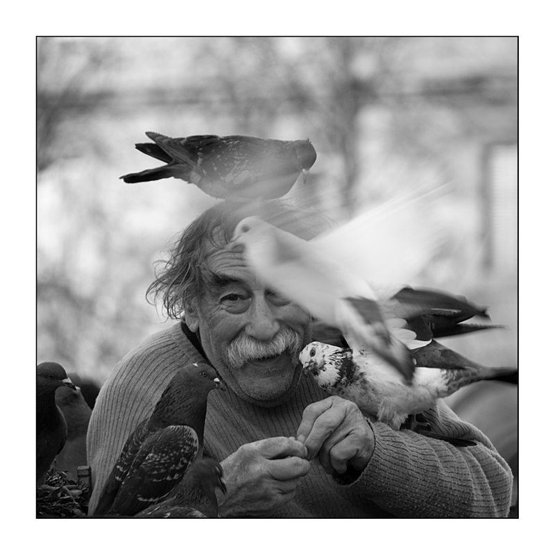 le vieil homme et les pigeons NB