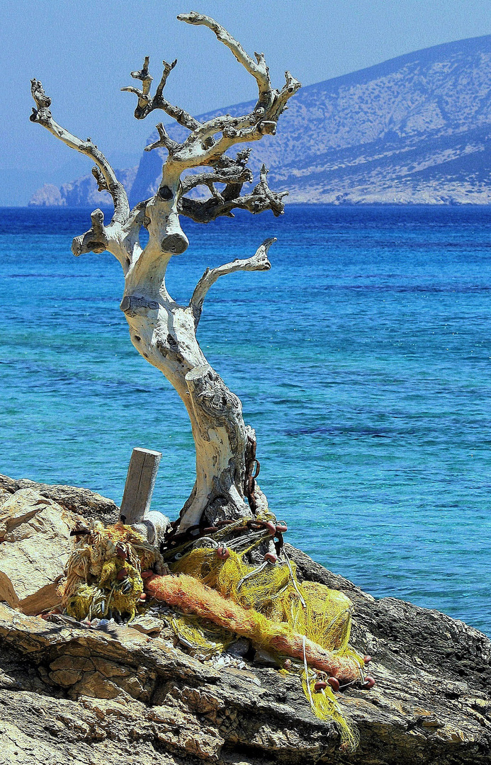 Le vieille arbre