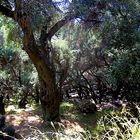 le vieille olivier